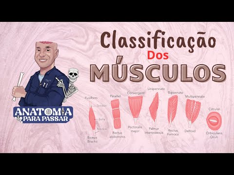 Vídeo: Qual músculo tem um arranjo unipenado de fascículos?