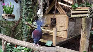 Download Lagu Nieuw witoorpenseelaapje in Tropica MP3