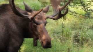 Decline of the Moose