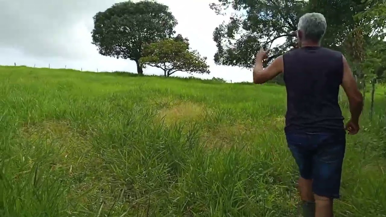  VENDIDO SÍTIO COM 6.00 HECTARES A 1,5 KM DA BR104  VALOR: 280.000 BRANQUINHA TEL:(82)996087113 