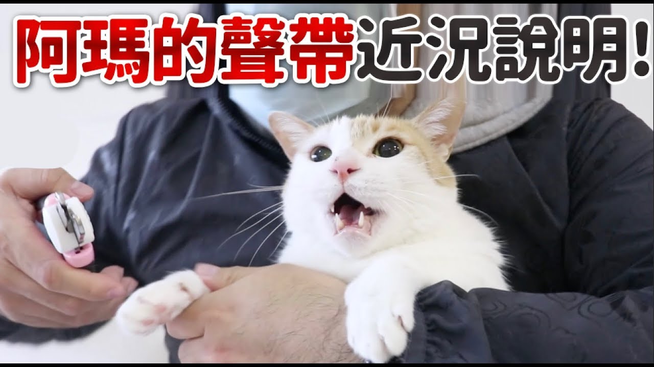 【黃阿瑪的後宮生活】阿瑪的聲帶近況說明！