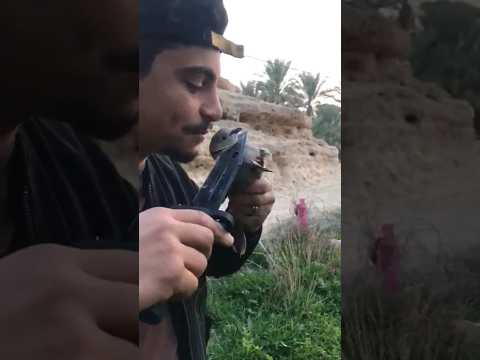 افيشش يولي والله احبج ويتهم عشاق الصيد والبر الصيد البر صيد قميري الحمام حوض غليص السعوديه