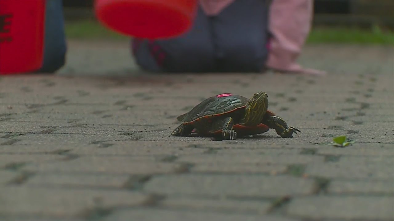 Goin’ To The Lake: Perham Turtle Races - YouTube