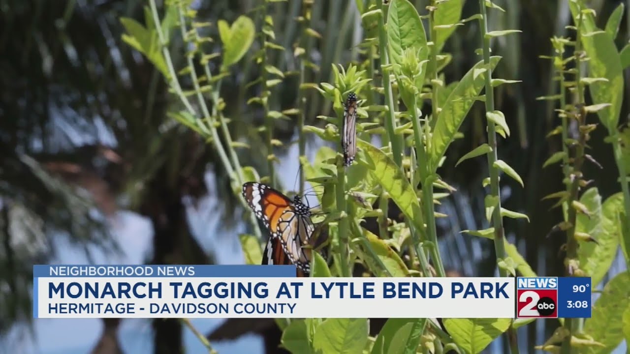 Monarch tagging at Lytle Bend Park