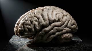 We Were Certain Memory Lived in the Heart. What If the Brain Is Wrong Too | UNASSUME E2