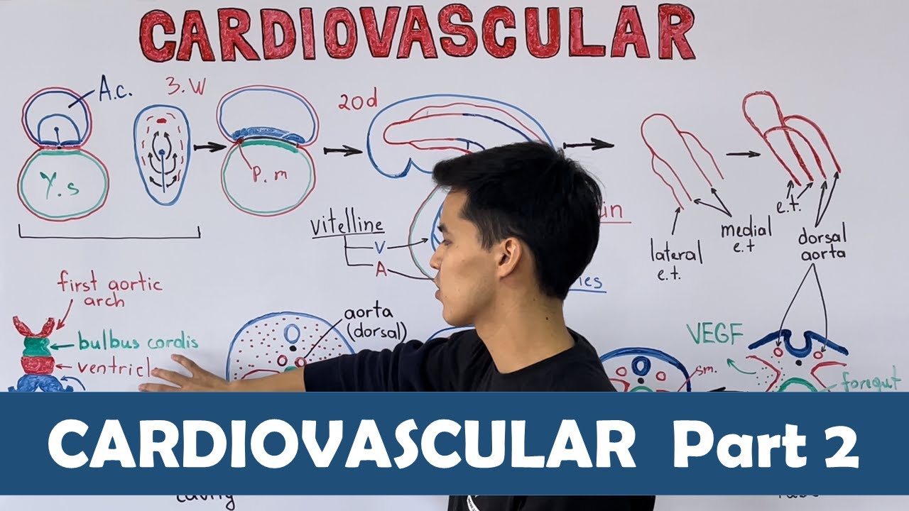 𝐄𝐌𝐁𝐑𝐘𝐎𝐋𝐎𝐆𝐘 : Cardiovascular system part 2