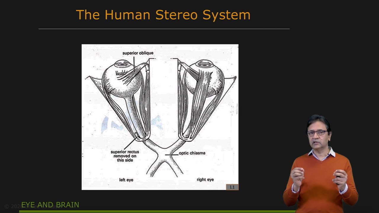 Stereo Vision in Nature | Uncalibrated Stereo