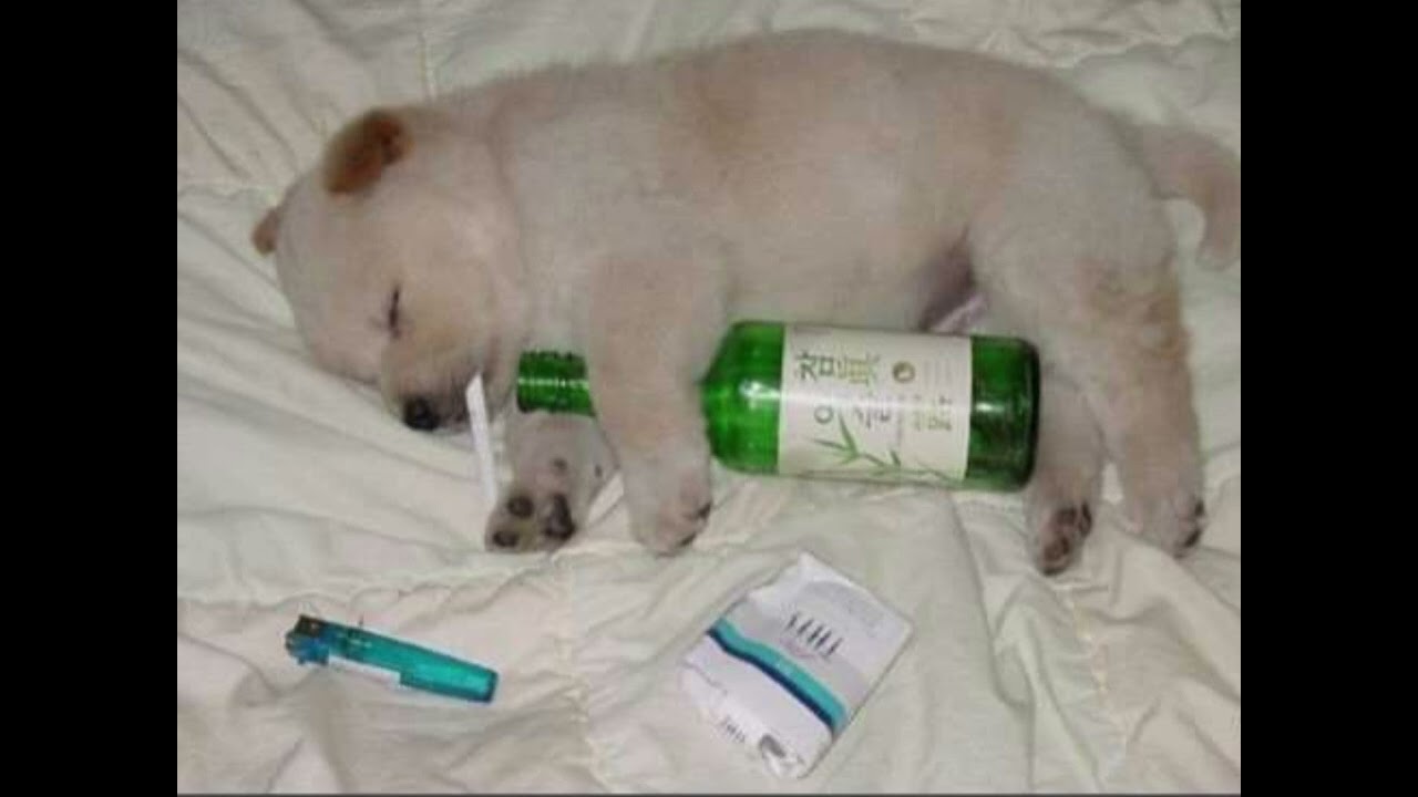 Justice - Stress (Auto & Shadient Remix Mashup)