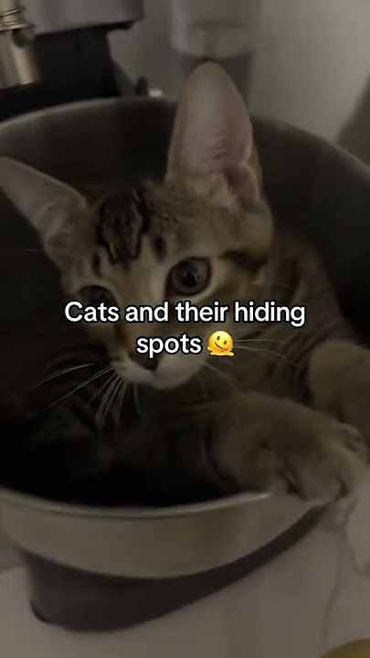 @jilliaann00: Don’t worry I wash the mixing bowl every time before using 🤦🏻‍♀️ #cat #catlover #kitty