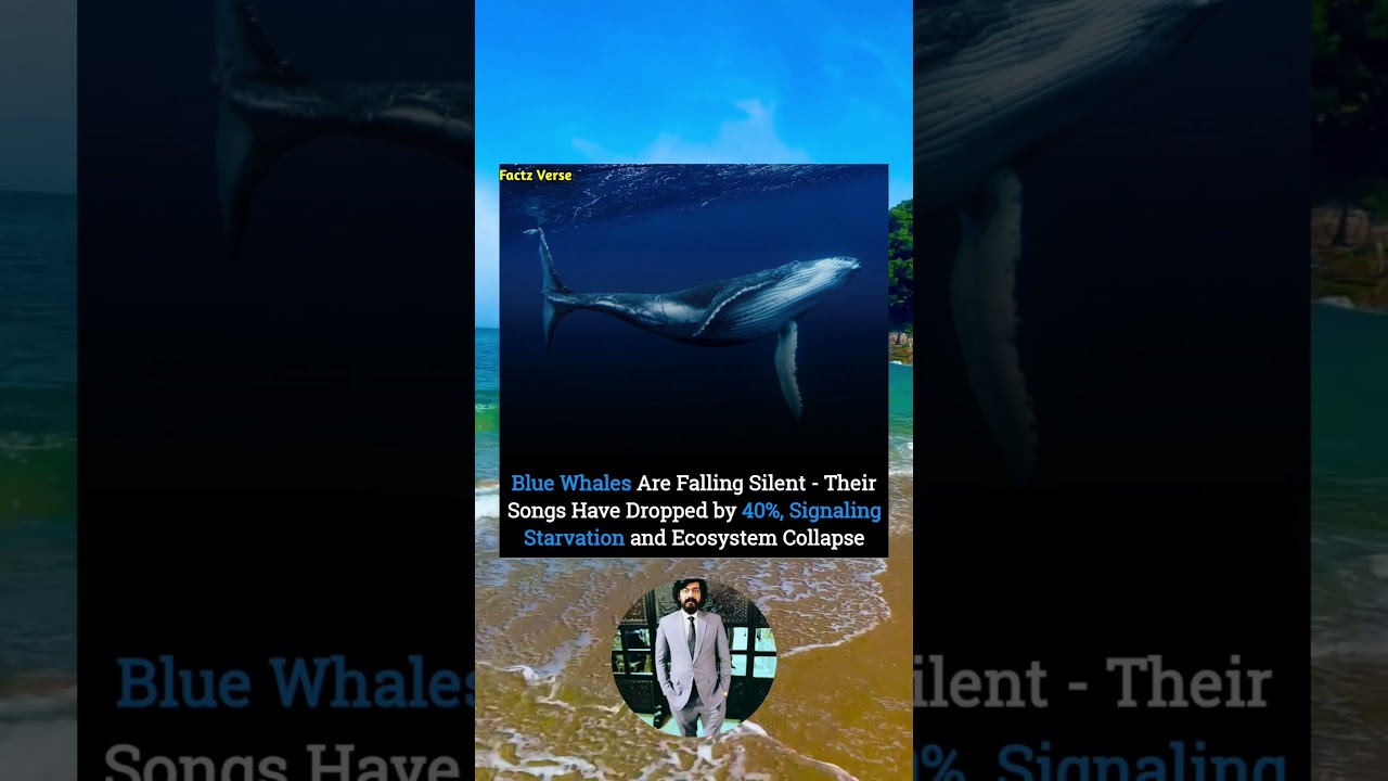 Blue Whales Are Falling Silent - Their Songs Have Dropped by 40%, Signaling Starvation and Ecosystem