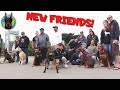 Doberman Owner Groups—Get Outside and Meet Up!