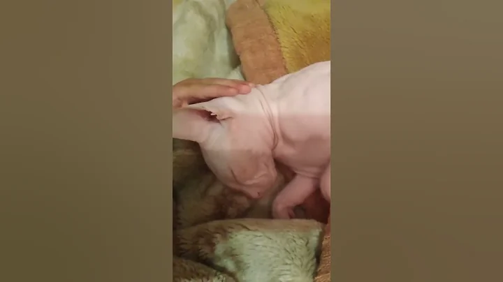 Video 10731821: sphynxcats cat, sphynx girl, cutest cats, cat cuddling, adorable cats