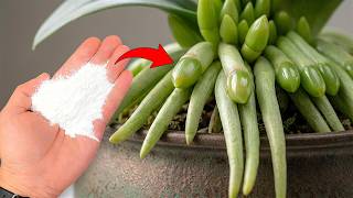 🌸Pour 1 Cup per week! Orchids create new roots and flowers immediately