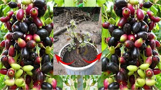 Techniques to Grow Java Plum tree | Simple method Grafting Java Plum form cutting | Cambo Gardens