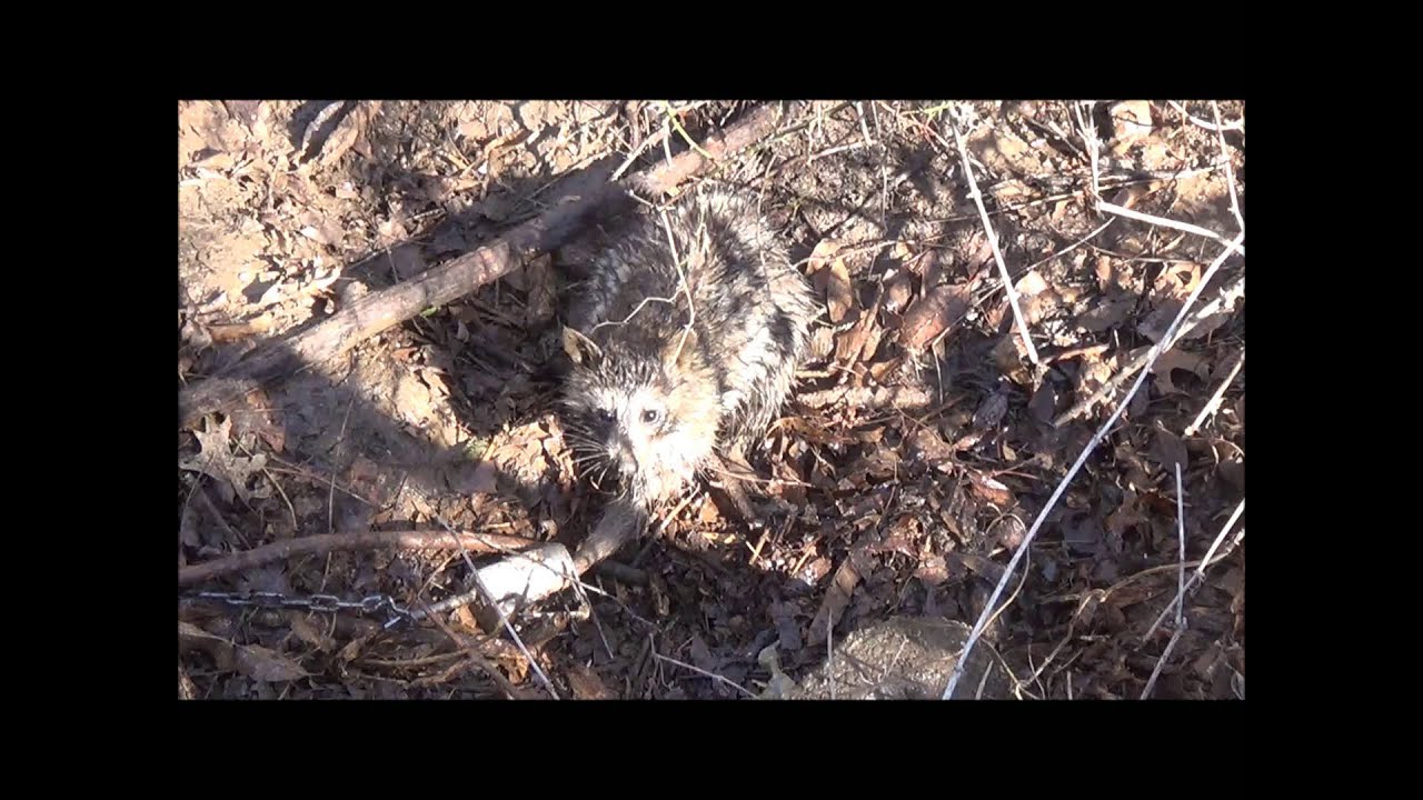 Trapping The Final Week, 41 Catches Filmed with 2 Bobcats. 20142015