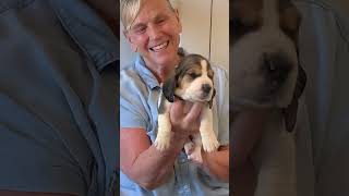 Puppy Update - Pups are four weeks old.  My wife De Anne is showing them off. by Bailey's Basset Hounds 535 views 6 months ago 4 minutes, 27 seconds
