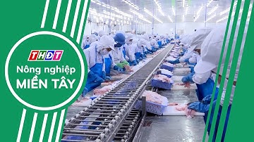 Ngành cá tra Việt Nam hướng tới thị trường Halal đầy tiềm năng | Nông nghiệp Miền Tây