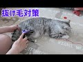 猫の抜け毛対策にファーミネーターを試してみました。