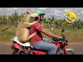 Best funnys try not to laugh funny  hilarious peoples life 46