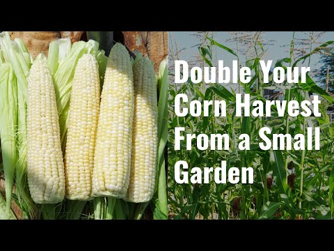 Video: Small Garden Tricks Of A Large Harvest