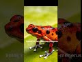 Katak Ini Beracun — Tapi Racunnya Dia Curi dari Hewan Lain 🐸 #faktaunik