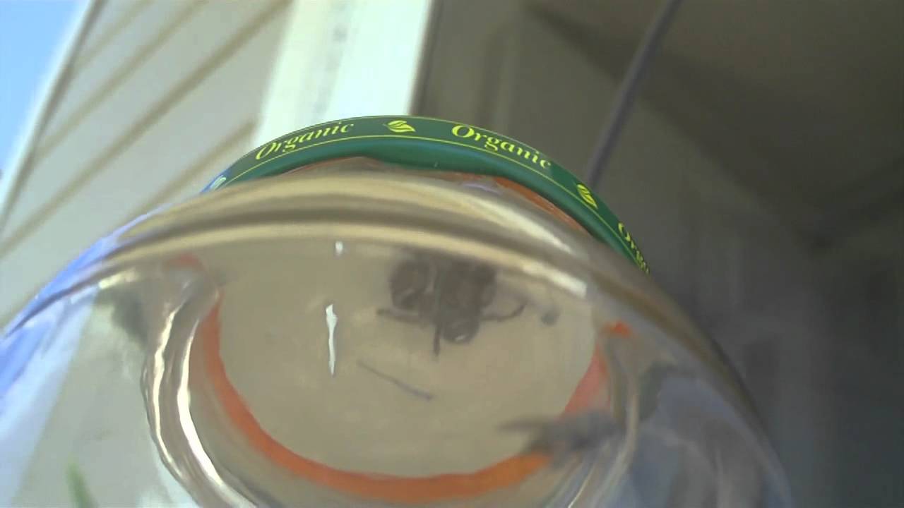 insects picture Craig, the Daring Jumping Spider vs Green Bottle fly pt 2: The attack