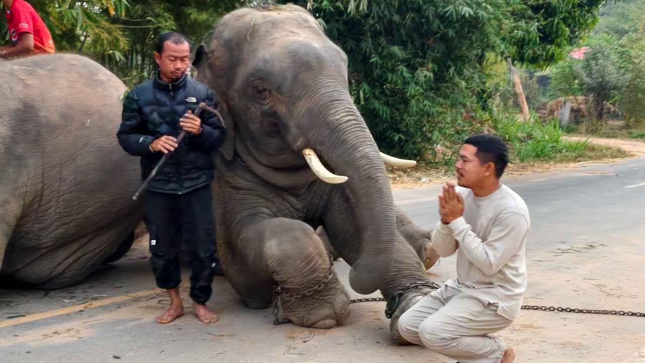 ใส่บาตรกับบัวบานนาโน ชื่นใจ  Elephant Thailand