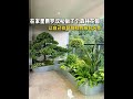 The built with the help of the Chinese banyan pine finally becomes an exquisite ecological land