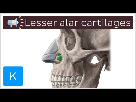 Lesser alar cartilages | Anatomical Terms Pronunciation by Kenhub