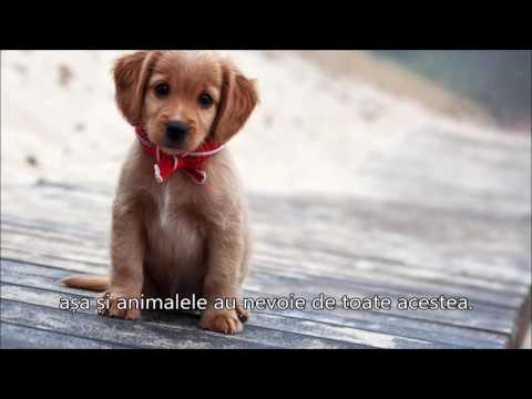 Video: Animalele Noastre De Companie Sunt Capabile Să Ne Iubească?