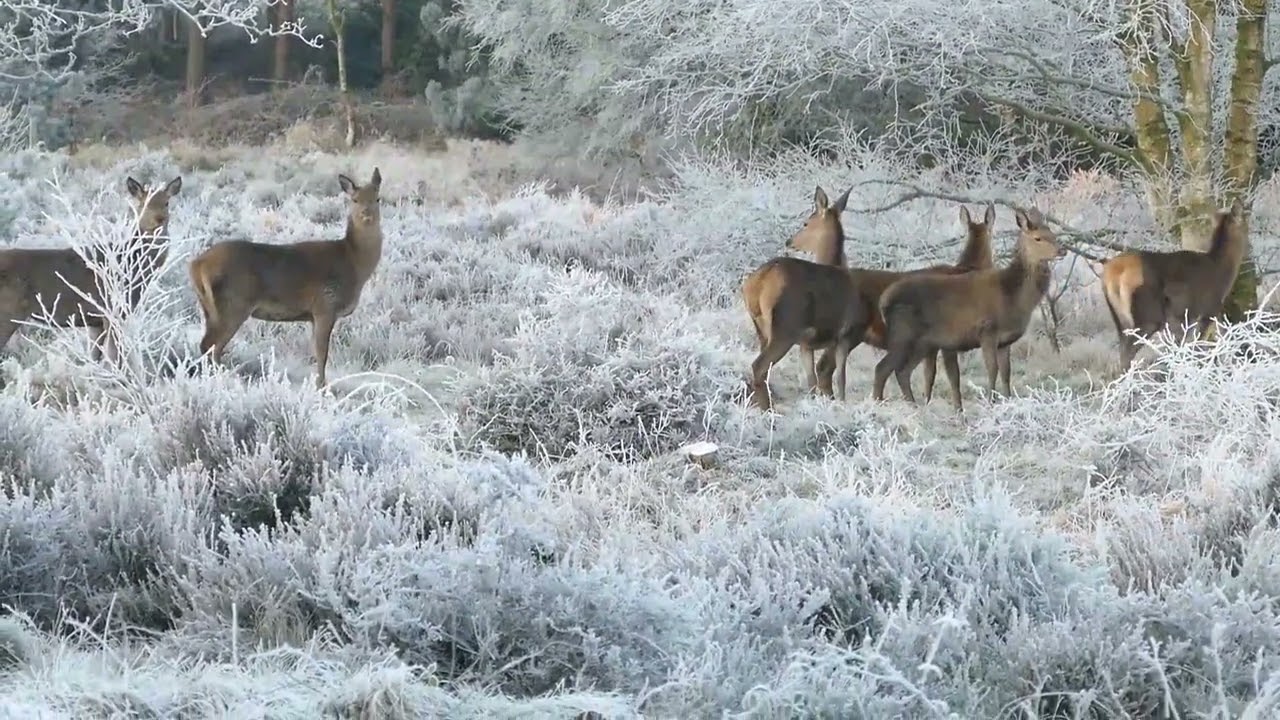 Deer Sound Effect | Prosounds