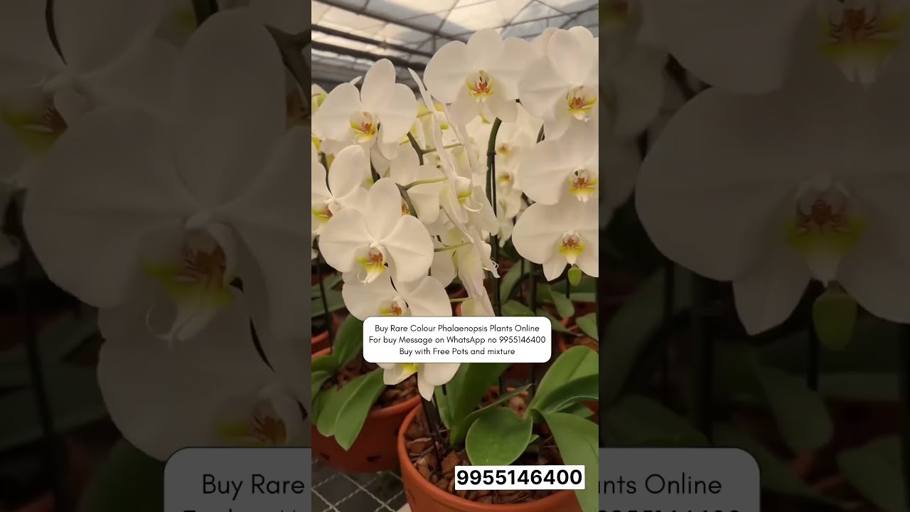 Buy Beautiful Phalaenopsis Orchids 