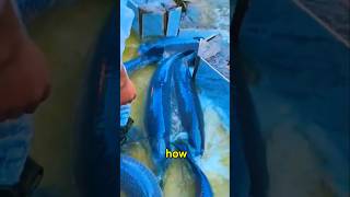 Momen-momen Melepaskan Ikan Induk Raksasa ke Kolam! #JanganBerkedip #IkanIndukRaksasa