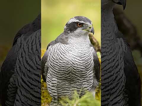 Video: Vanagu dzimtas putns. Spilgtāko pārstāvju apraksts