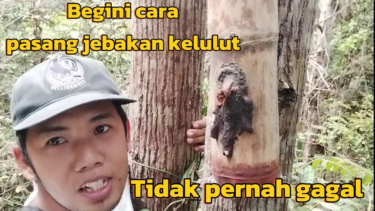 cara paling efektif pasang perangkap kelulut ITAMA agar segera di huni