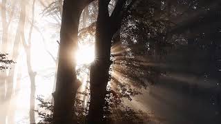 Romantic Path Walk Calm Peace Spiritual Forest Green Grass Nature Landscape Summ