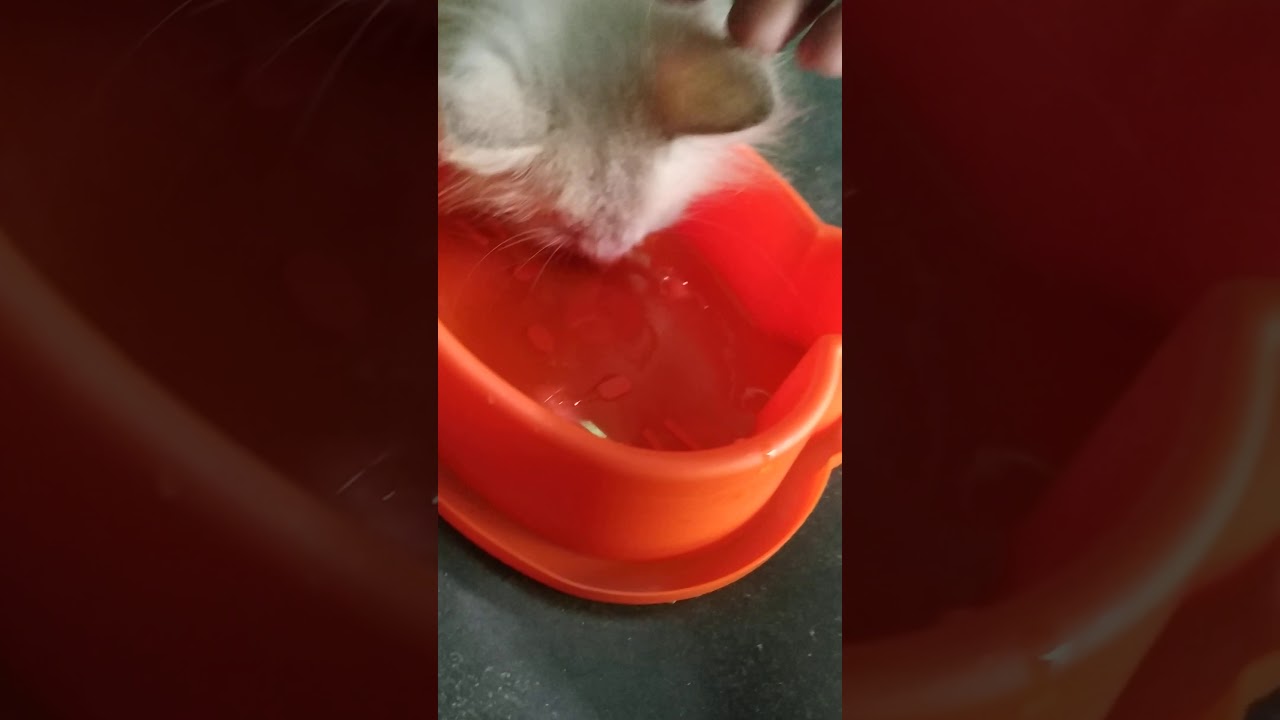  KUCING  MAKAN KUNING  TELUR YouTube