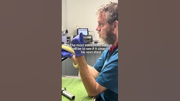 The cutest banana ball python 🐍 #cuteanimals #reptiles #snakes