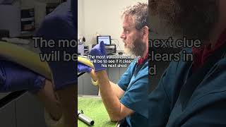 The cutest banana ball python 🐍 #cuteanimals #reptiles #snakes