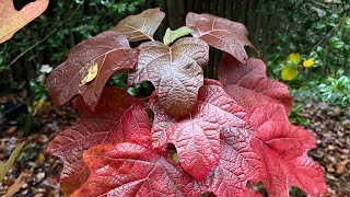 The garden's autumnal foliage in full display!!🍁🍂🪾🐿️🧡