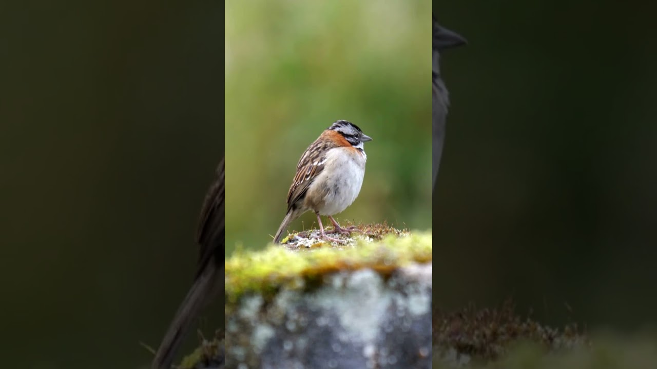 Rufous-collared Sparrow Singing 