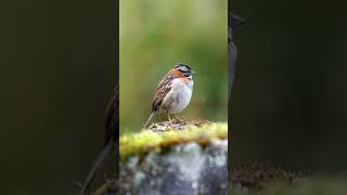 Rufous-collared Sparrow Singing #shorts