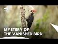 Forrest Galante Chasing Evidence Of Ivory Billed Woodpecker Extinct Or Alive S2 E1 Animal Planet
