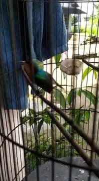 Kolibri wulung nembak pleci sejalur