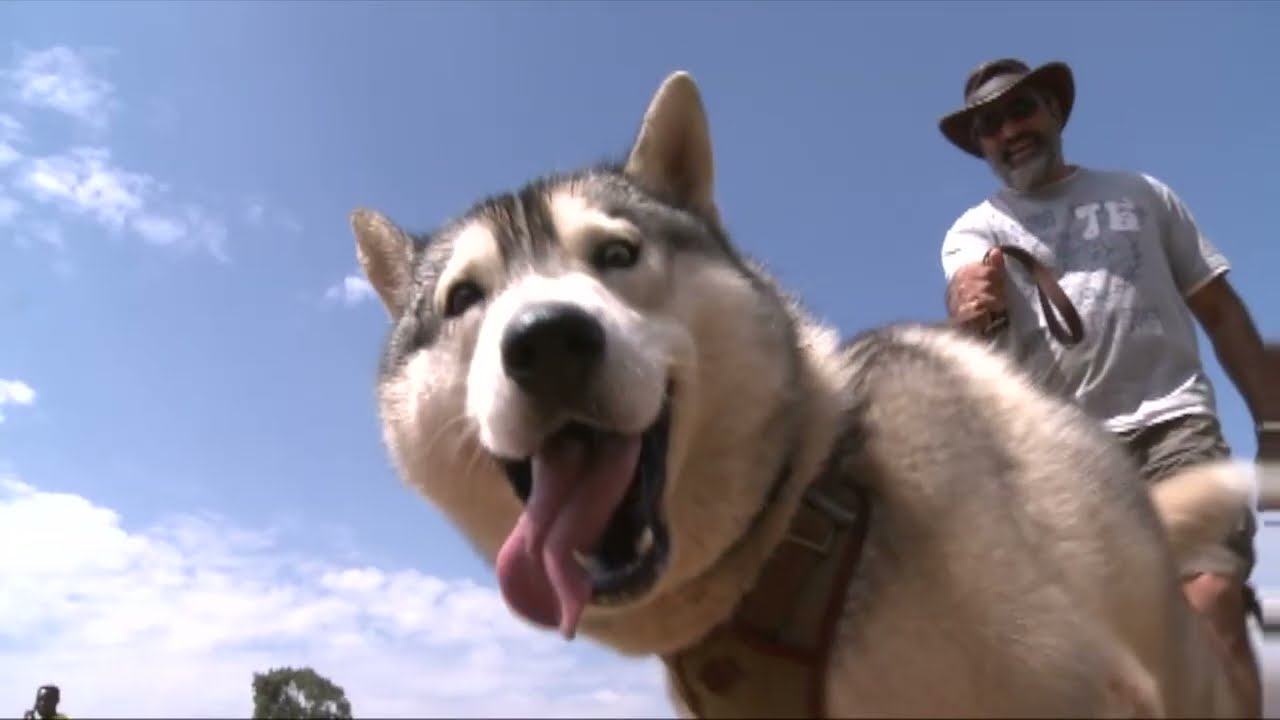 DOGTOBERFEST NAIROBI Best Dog Talent Show Performances 