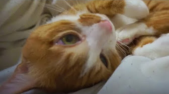 Nan Nan Back Skip Navigation Search Search Unavailable Videos Are Hidden Play All マック 超甘えん坊猫 おもしろ猫マックん わらえるねこ 266 Videos 6 852 Views Last Updated On Aug 茶トラ猫 マック の動画です ベッドの上が