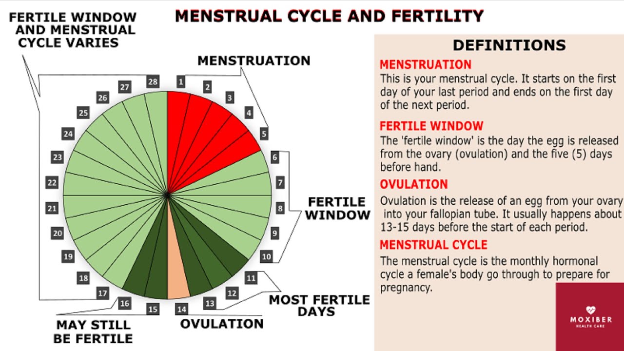 The fertile period is five days per month, culminating on the day