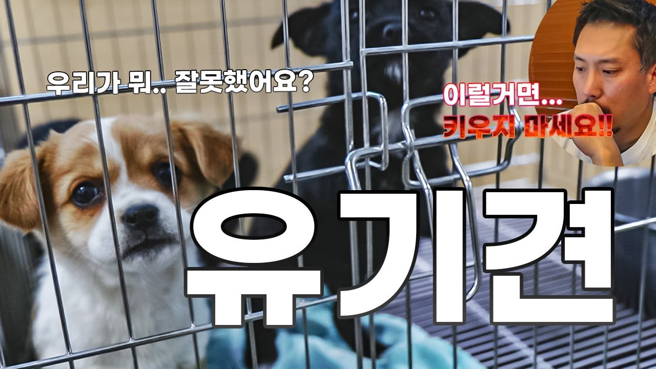 adopt animals, 당신에겐 어떤 의미인가요? YouTube