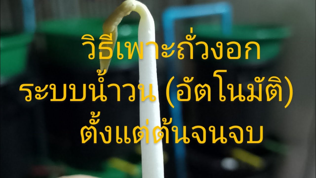 วิธีเพาะถั่วงอกง่ายๆ ระบบน้ำวน อัตโนมัติ ตั้งแต่ต้น