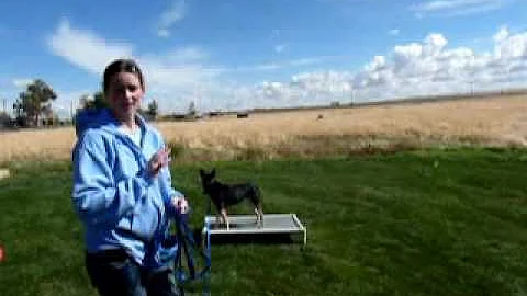 How to Teach Your Dog Place   Janice Day #3